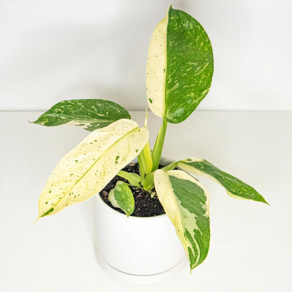 (Reserved)Variegated shops Philodendron Jose Buono seedling plant