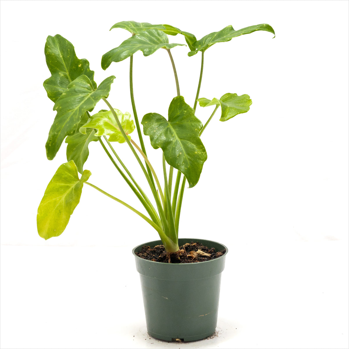 Philodendron xanadu 'Golden'