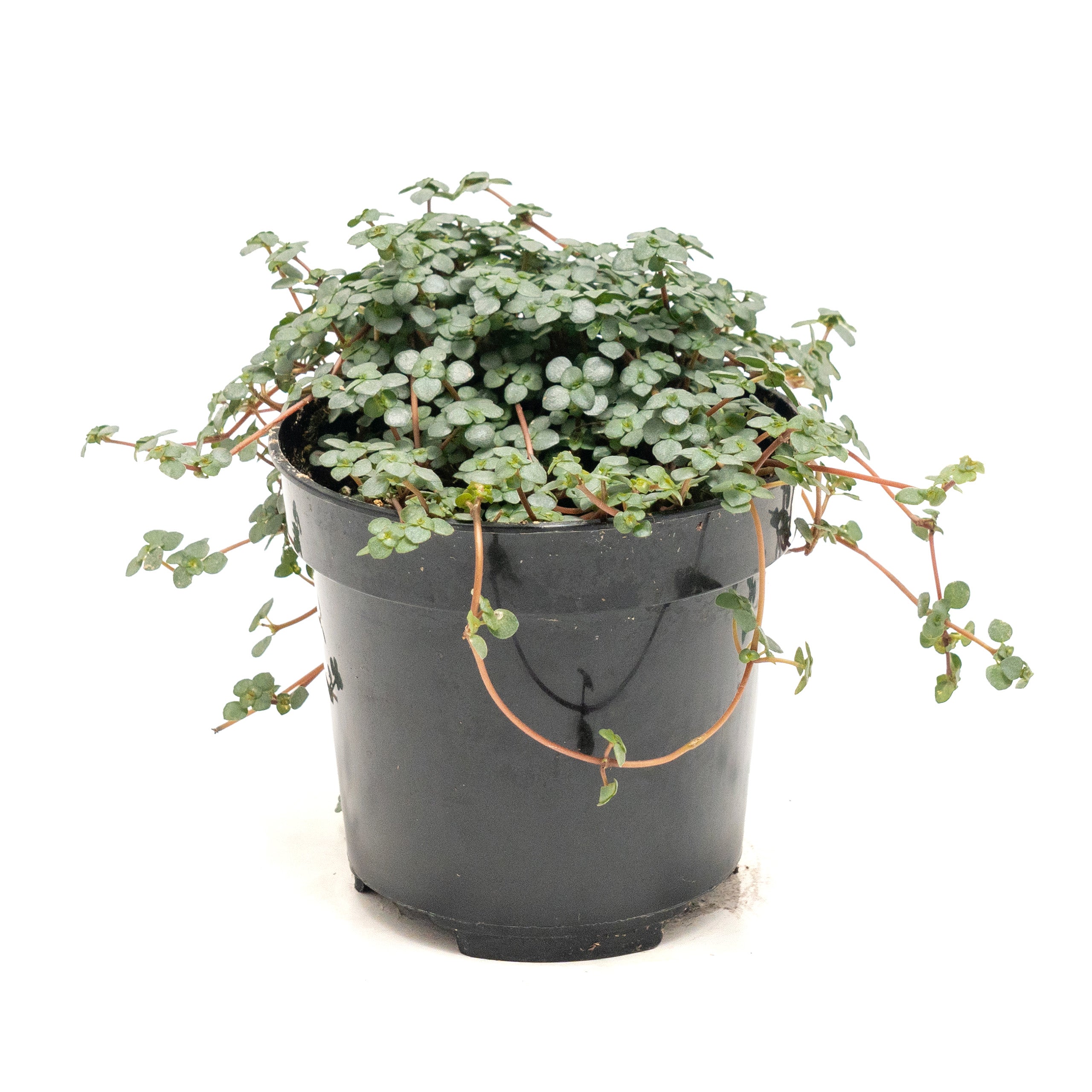 Pilea 'Baby Tears'